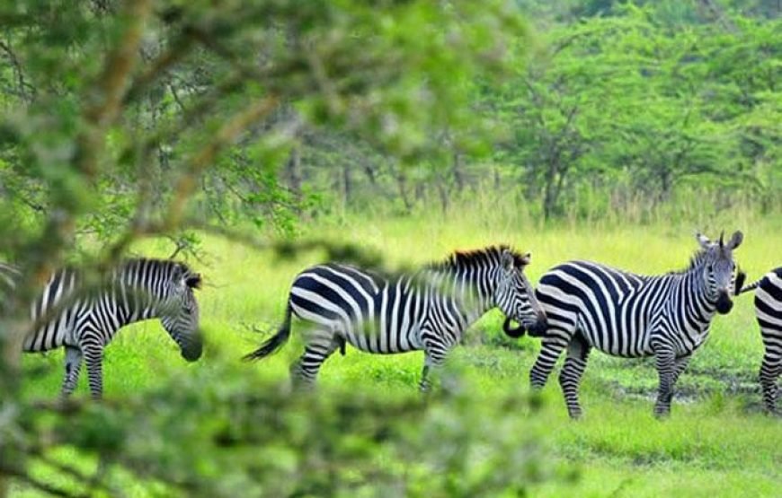 1 Day Lake Mburo Tour from Kampala