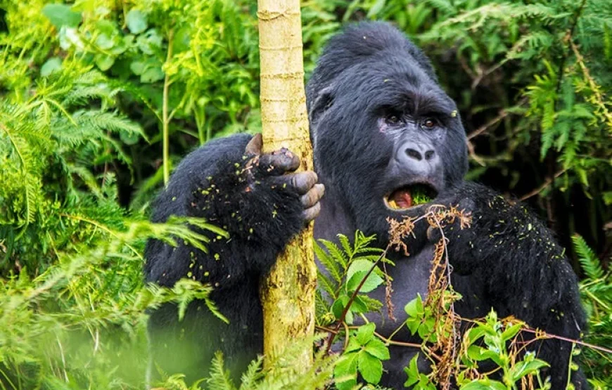 9 Days Best of Rwenzori Central Circuit with 3 Summits of Mt Stanley, Mt. Speke and Mt. Baker
