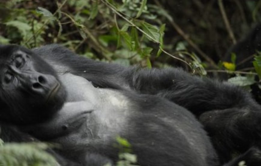 9 Days Best of Rwenzori Central Circuit with 3 Summits of Mt Stanley, Mt. Speke and Mt. Baker