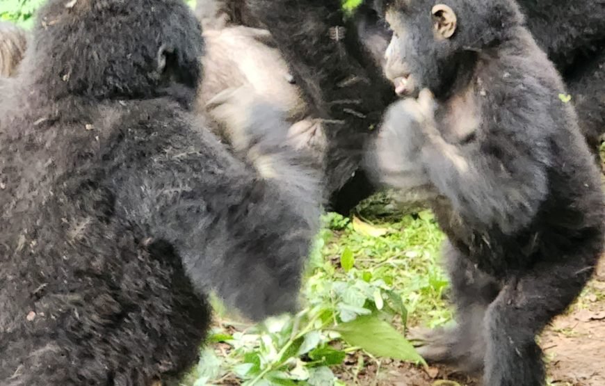 9 Days Uganda – Rwanda Gorilla And Wildlife Safari Adventure