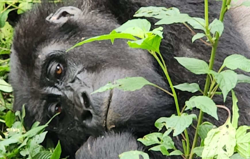9 Days Uganda – Rwanda Gorilla And Wildlife Safari Adventure
