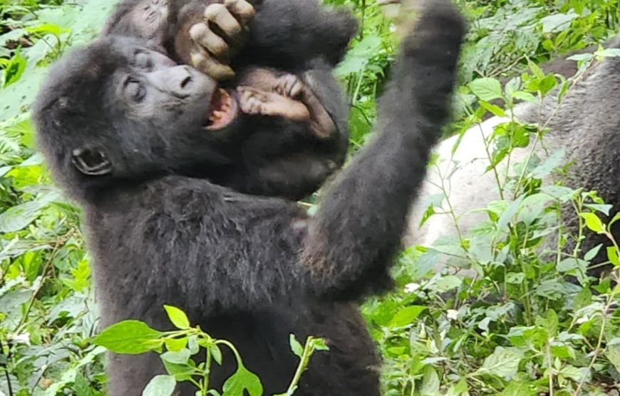4 Days Rwanda – Uganda Gorilla Trekking