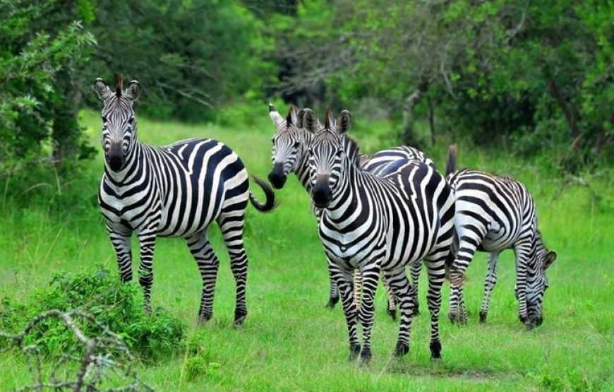 1 Day Lake Mburo Tour from Kampala