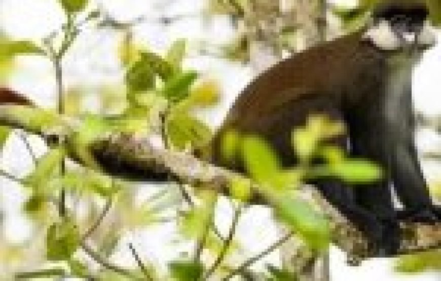 9 Days Best of Rwenzori Central Circuit with 3 Summits of Mt Stanley, Mt. Speke and Mt. Baker