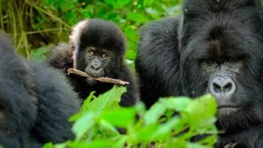 -gorilla-permit-uganda