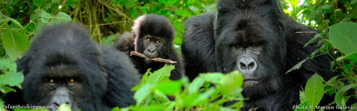 -gorilla-permit-uganda
