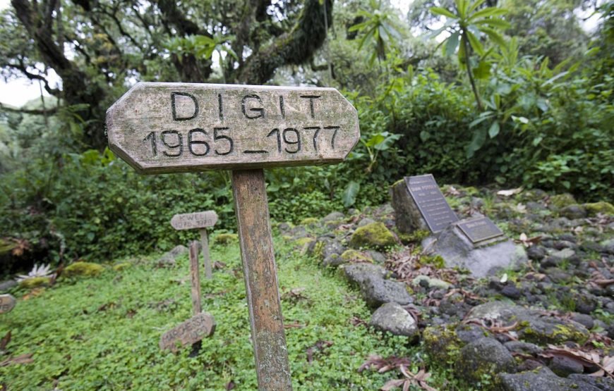 7 Night Gorilla, Golden Monkey and Batwa Culture Safari – Very Impressive