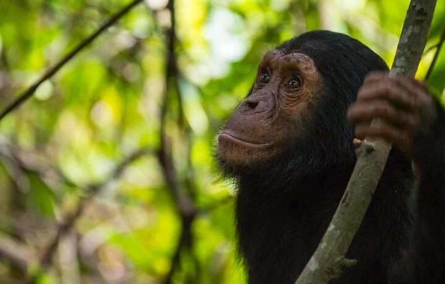 5 Days Gorilla and Chimpanzee Trekking in Uganda – Unforgettable Primate Adventure