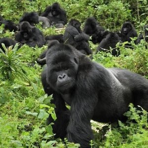 Gorilla, Golden Monkey and Batwa Culture