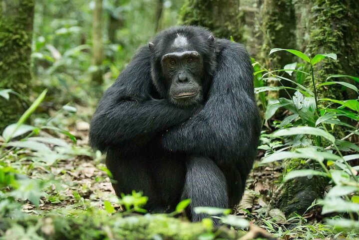 Day 3 After enjoying an early breakfast, set off gorilla tracking. 