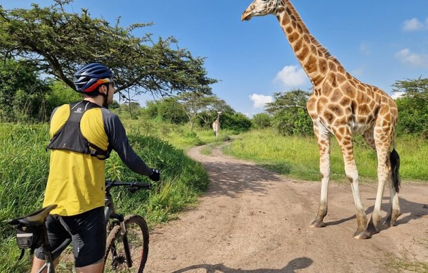 2 Days Cycling Safari to Lake Mburo National Park – Incredible Bush Experience