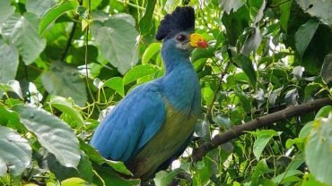 Wildlife & Birding Tour