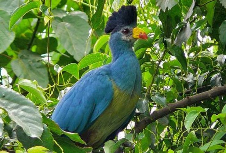 Wildlife & Birding Tour