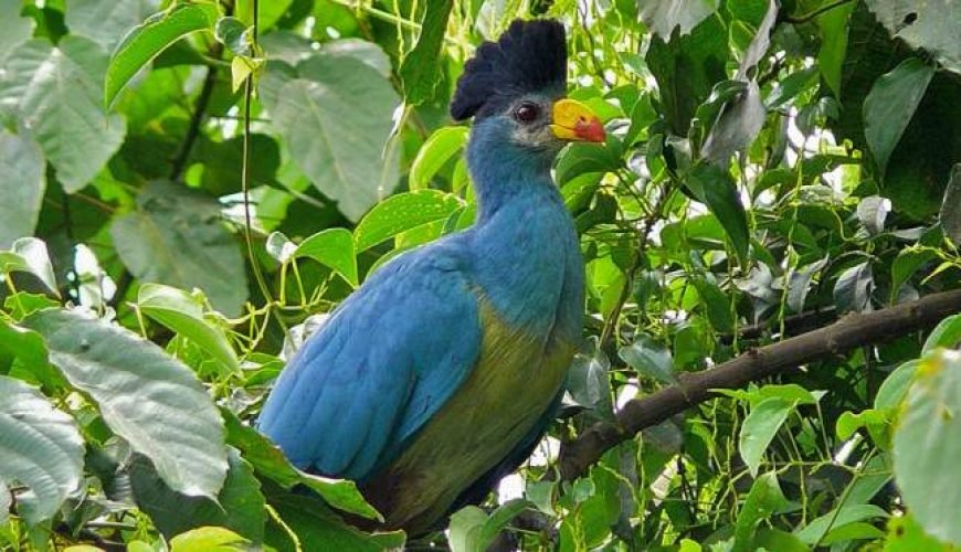 Wildlife & Birding Tour