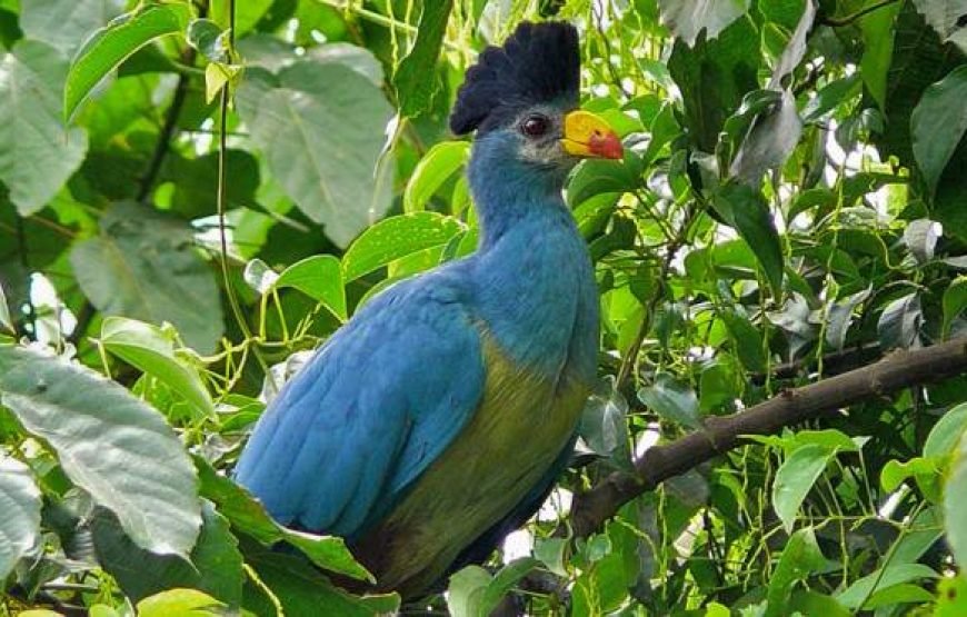 16-Day Wildlife & Birding Tour of Uganda