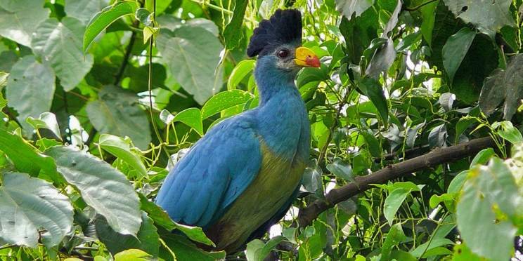 Wildlife & Birding Tour