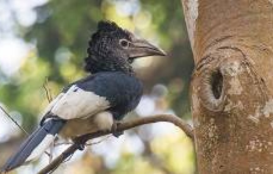 10-Day Uganda Birding Safari- best ever