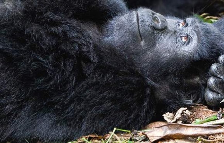 14-Day Uganda Gorilla Chimpanzees and Wildlife Safari