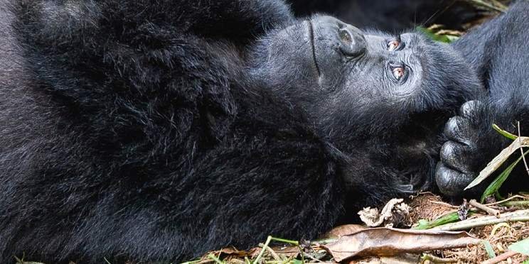 Day 2 Transfer to Bwindi Impenetrable National Park