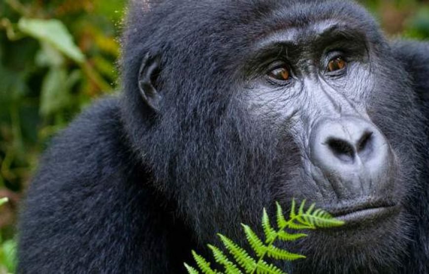 10-Day Wildlife and Culture Wonders of Uganda