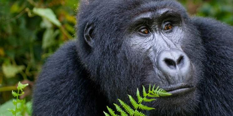 Day 2 Gorilla Trekking Activity and Batwa Cultural Experience