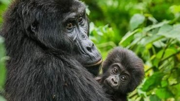 Bwindi Impenetrable National Park