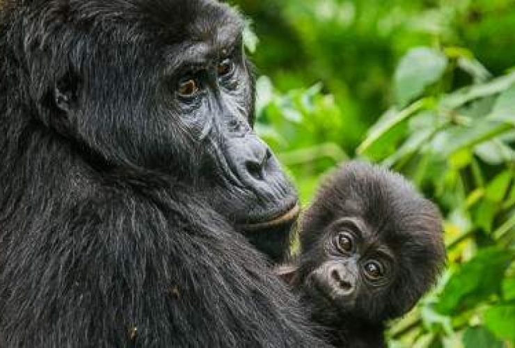 Bwindi Impenetrable National Park