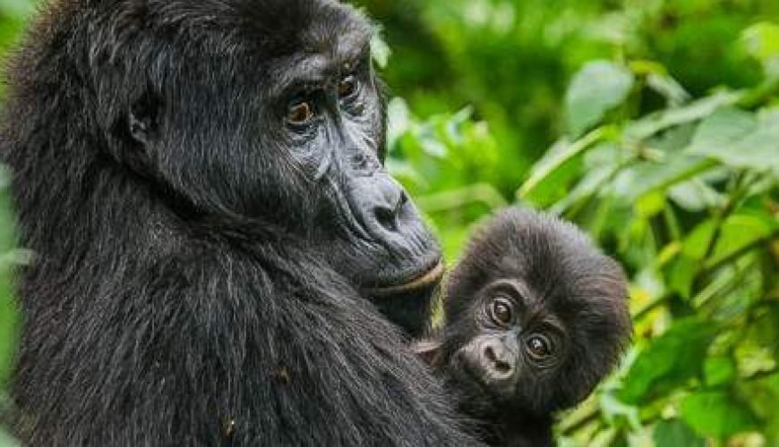 Bwindi Impenetrable National Park