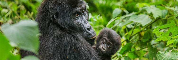 Day 9 Transfer to Kibale National Park