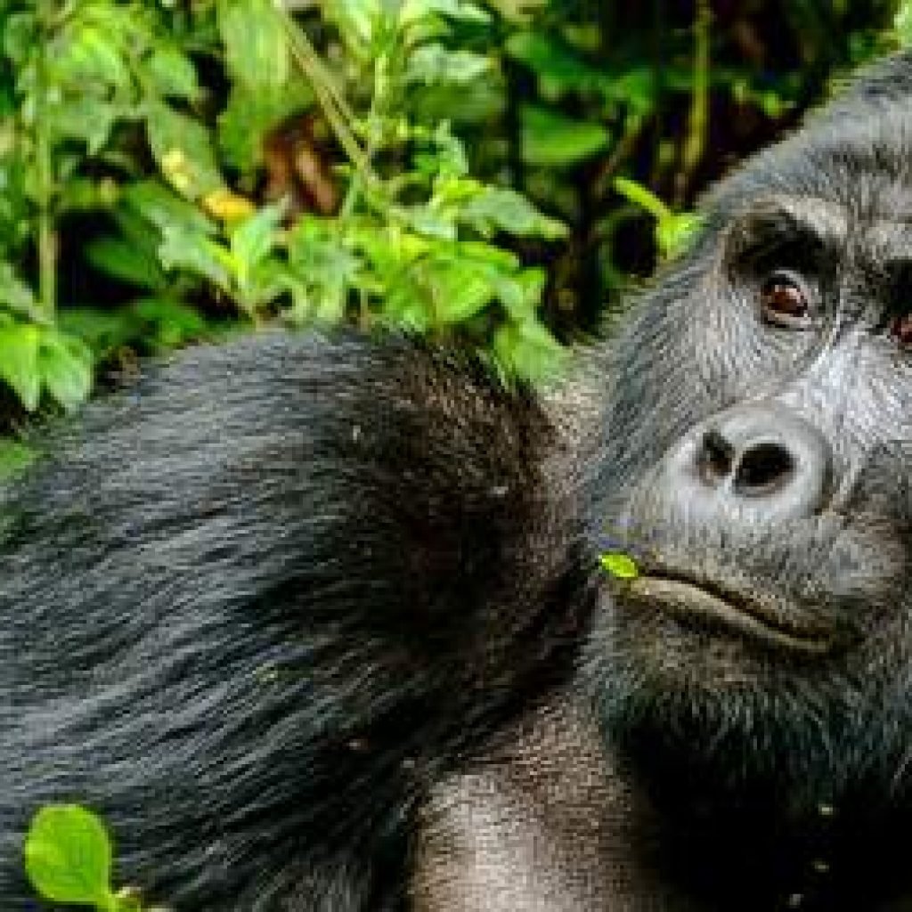 Mountain Gorilla Trek