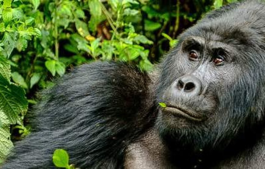 5-Day Uganda Safari – Gorillas, Chimps & Queen Elizabeth