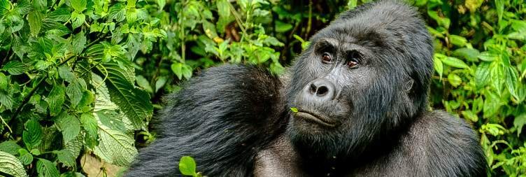 Day 10 Chimp Trekking and Bird-watching in Kibale National Park