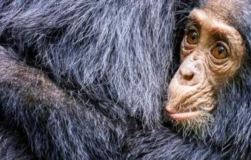 10-Day Wildlife and Culture Wonders of Uganda