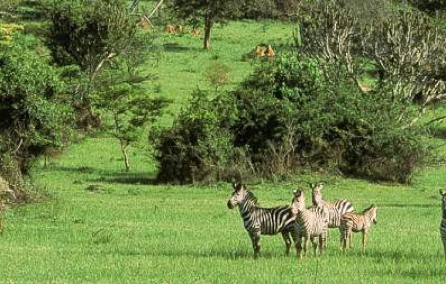 21-Day Explore Uganda Highlights Safari