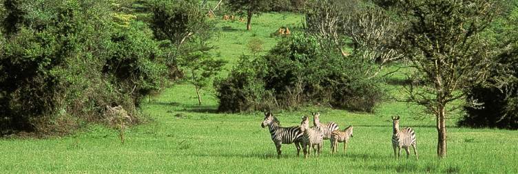 Day 3 Mountain Gorilla Trekking