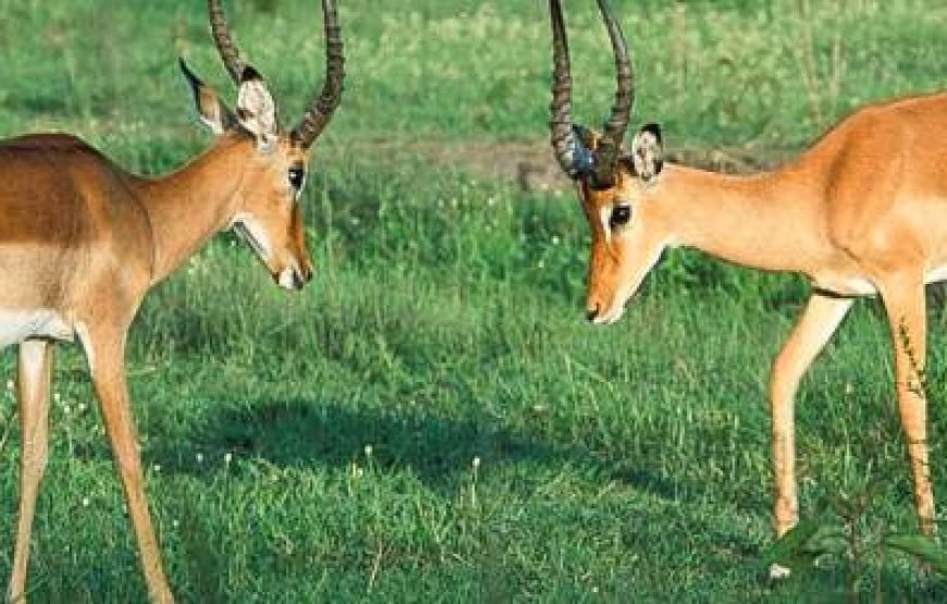 14-Day Uganda Gorilla Chimpanzees and Wildlife Safari