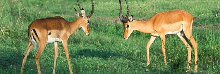 Day 7 Drive to Toro-Semliki Wildlife Reserve