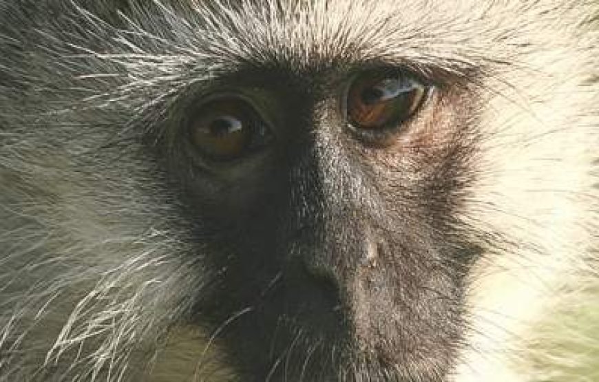 21-Day Explore Uganda Highlights Safari