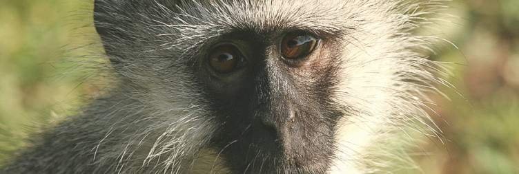 Day 3 Transfer by road to Kisoro Airstrip , Transfer to Entebbe International Airport/Town by Air