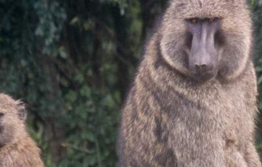 8-Day Rwanda Wildlife Safari