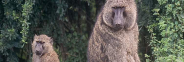 Day 15 Transfer to Lake Mburo National Park