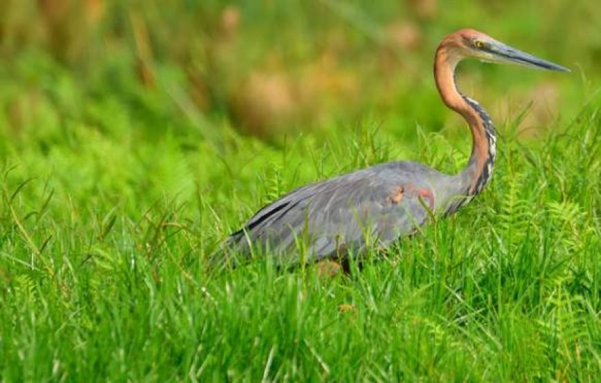 16-Day Wildlife & Birding Tour of Uganda
