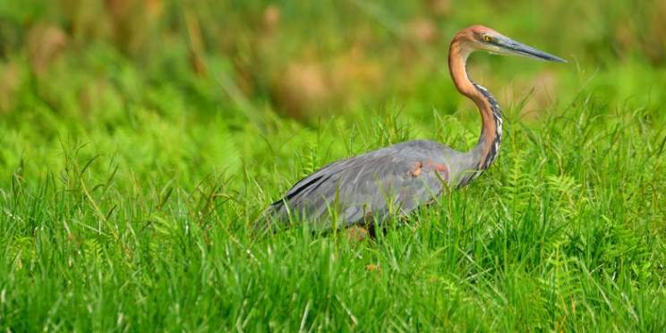 Day 3 Birding at Mabamba Swamp