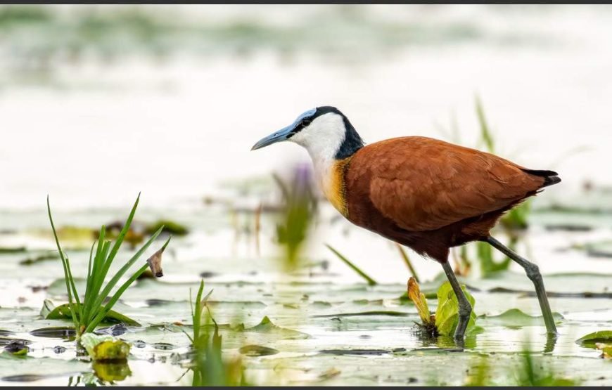 16-Day Wildlife & Birding Tour of Uganda