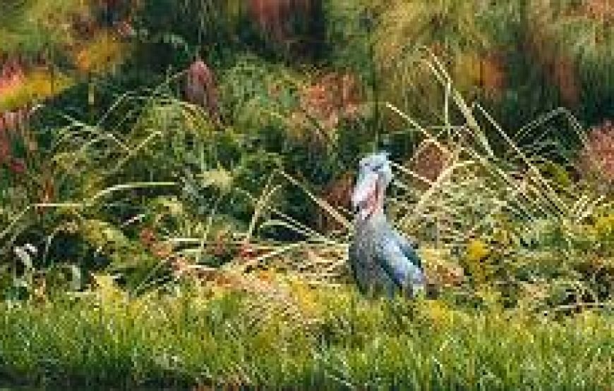 16-Day Wildlife & Birding Tour of Uganda