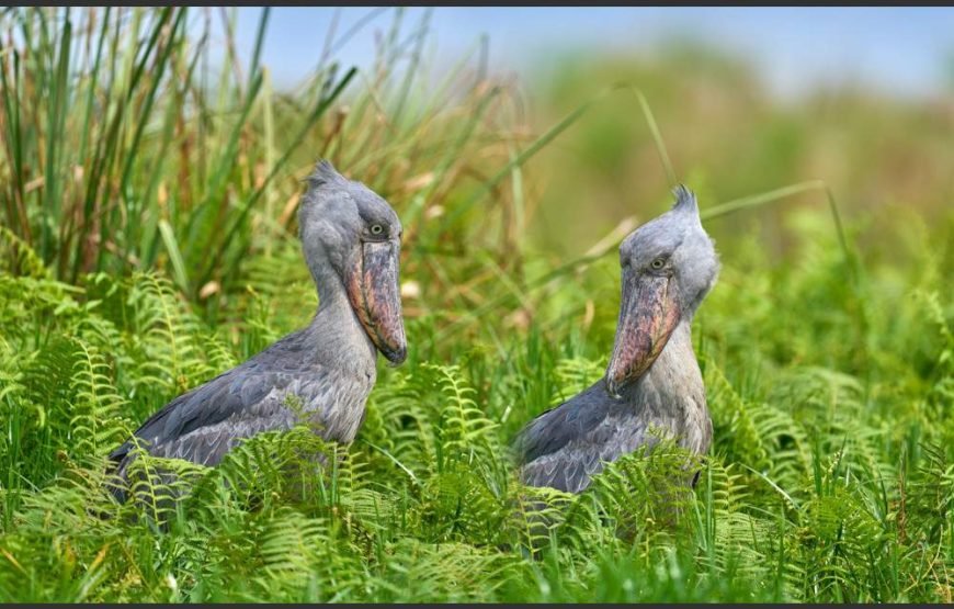 7-Day Uganda Birding Safari