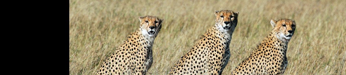 Wildlife in the savannah