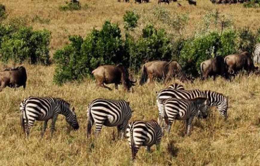 3-Day Masai Mara Budget Safari Tour Kenya 2026- 2028