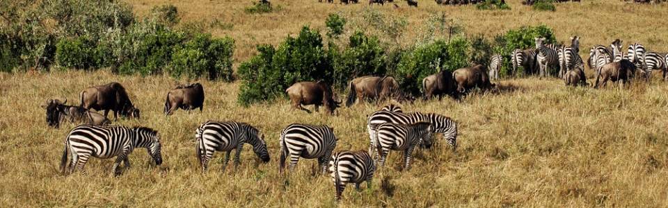 Day 7 Mwanza to Serengeti National Park