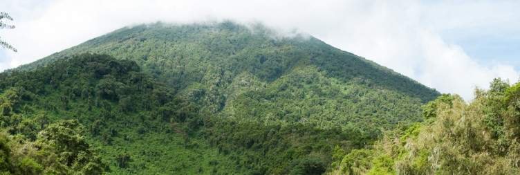 Day 4 Golden Monkey Trek with a Transfer Back to Kigali - Departure